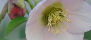 How to sow Hellebore seed