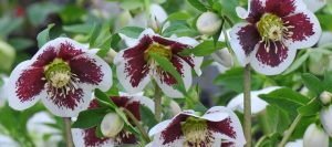 How to grow Hellebores