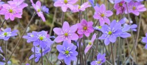 How to sow Hepatica seed