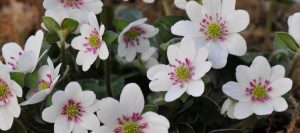 Hepaticas in the alpine house