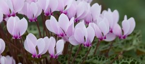 How to sow Cyclamen seed