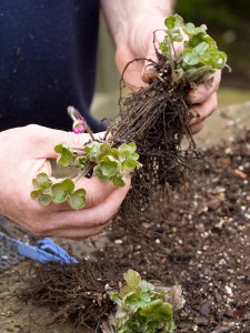 Carefully dividing hepaticas