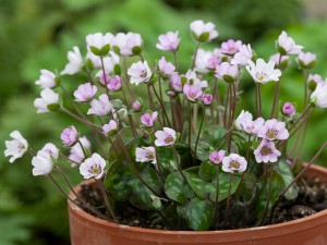 An hepatica putting on a show in the alpine house