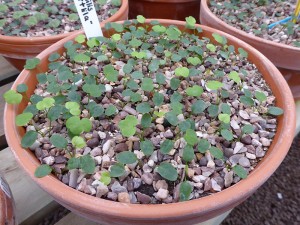 A pan of hepatica seedlings with their first leaves developing
