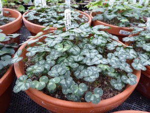 Hepatica seedlings potted on into a larger pot