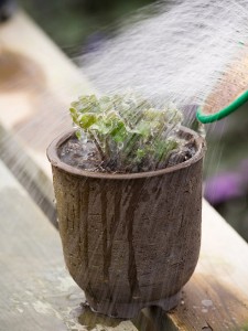 A good watering after potting