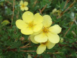 Potentilla fruticosa 'Katherine Dykes'-0