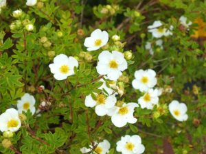 Potentilla fruiticosa 'Groneland'-0