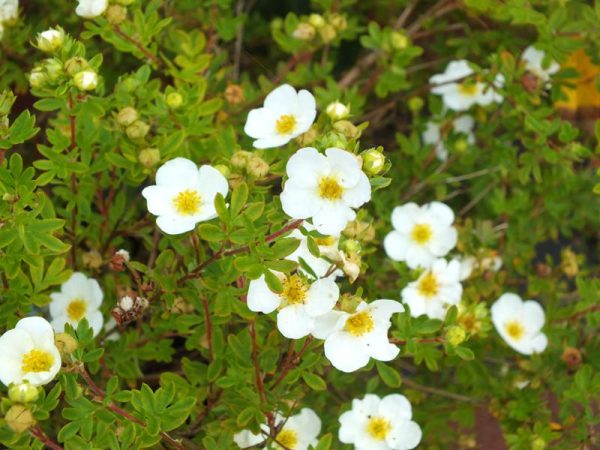Potentilla fruiticosa 'Groneland'-0