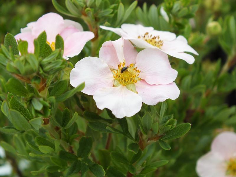 Potentilla fruticosa 'Lovely Pink'-2012