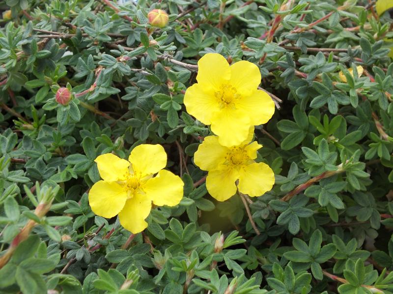 Potentilla fruticosa 'Medicine Wheel Mountain'-4454
