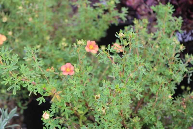 Potentilla fruticosa 'Orangeade'-7497