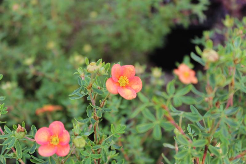 Potentilla fruticosa 'Orangeade'-7498