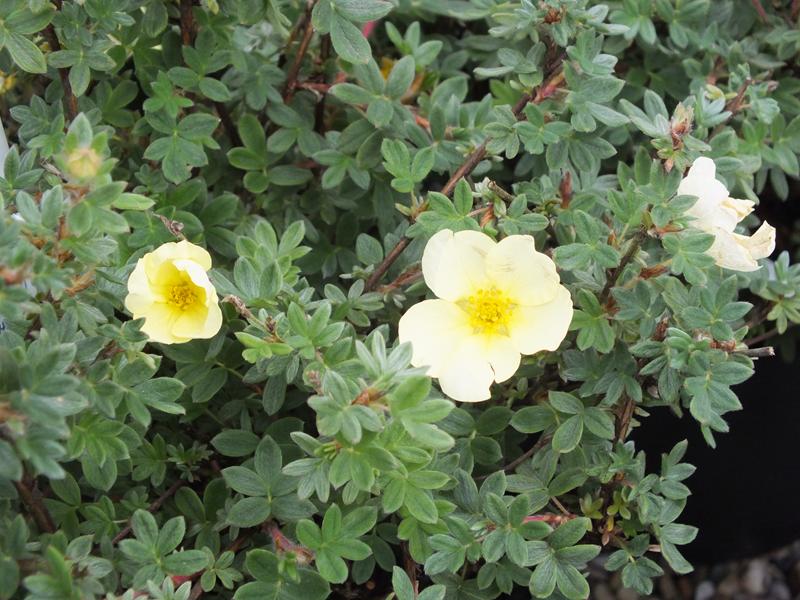 Potentilla fruticosa 'Primrose Beauty'-4154