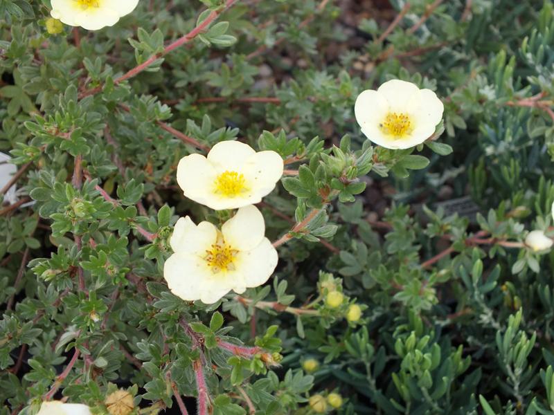 Potentilla fruticosa 'Primrose Beauty'-5581
