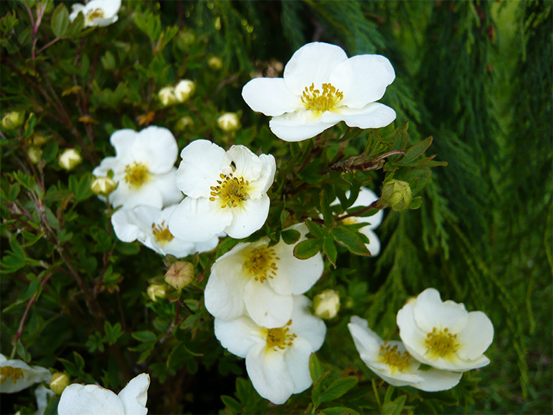 Potentilla fruiticosa 'Groneland'-2018