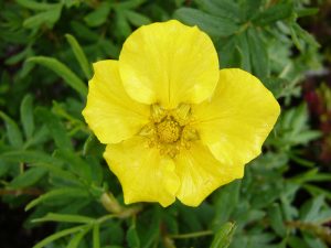 Potentilla fruticosa 'Jackman's Variety'-0
