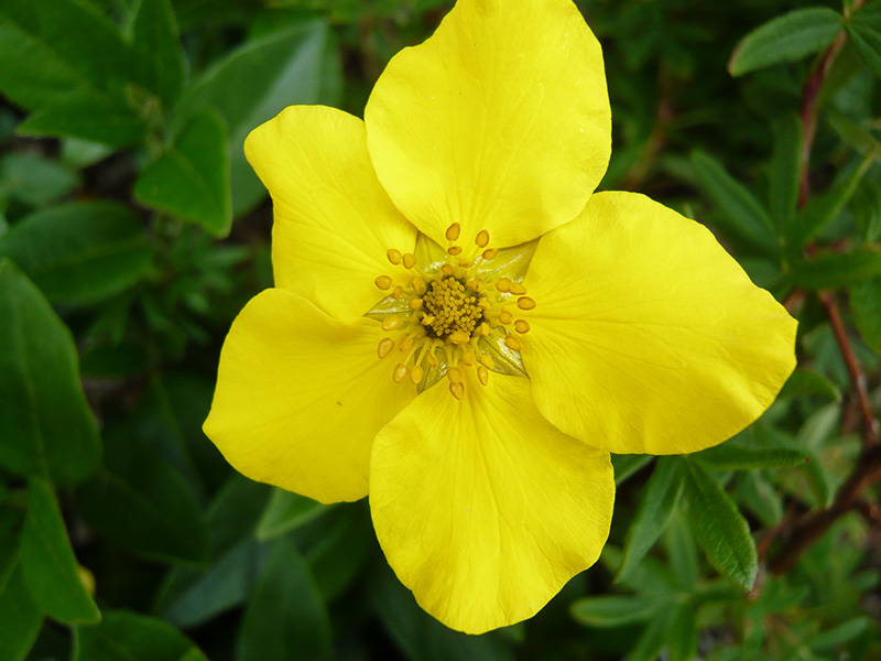 Potentilla fruticosa 'King Cup'-0