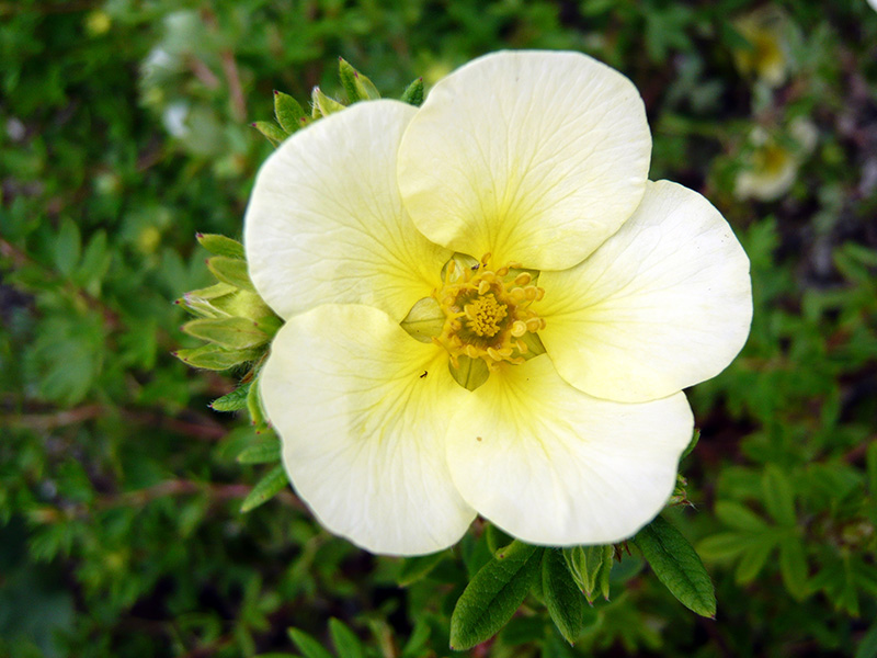 Potentilla fruticosa 'Limelight'-0