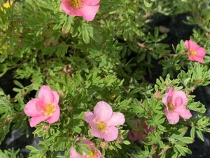 Potentilla fruticosa 'Lovely Pink'-0