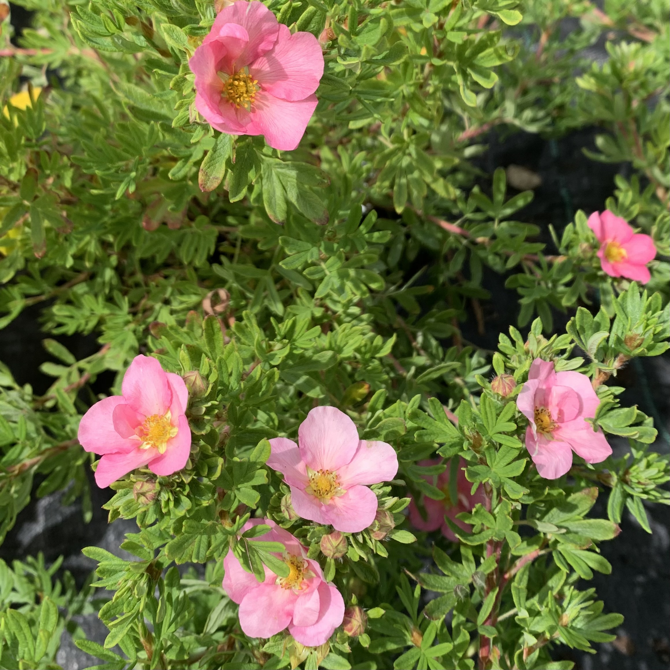 Potentilla fruticosa 'Lovely Pink'-0