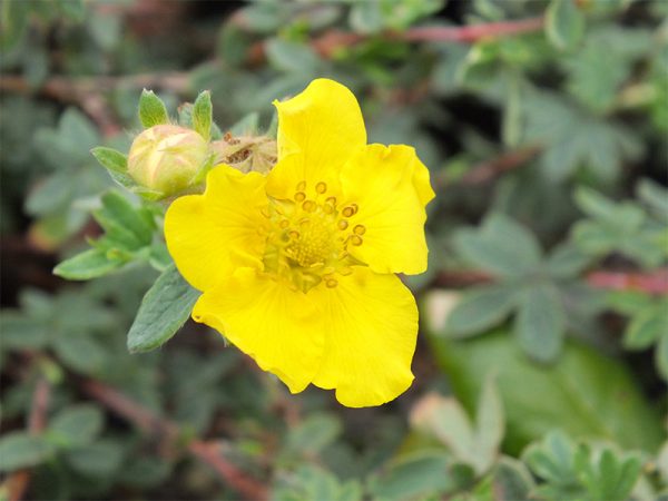 Potentilla fruticosa 'Medicine Wheel Mountain'-0
