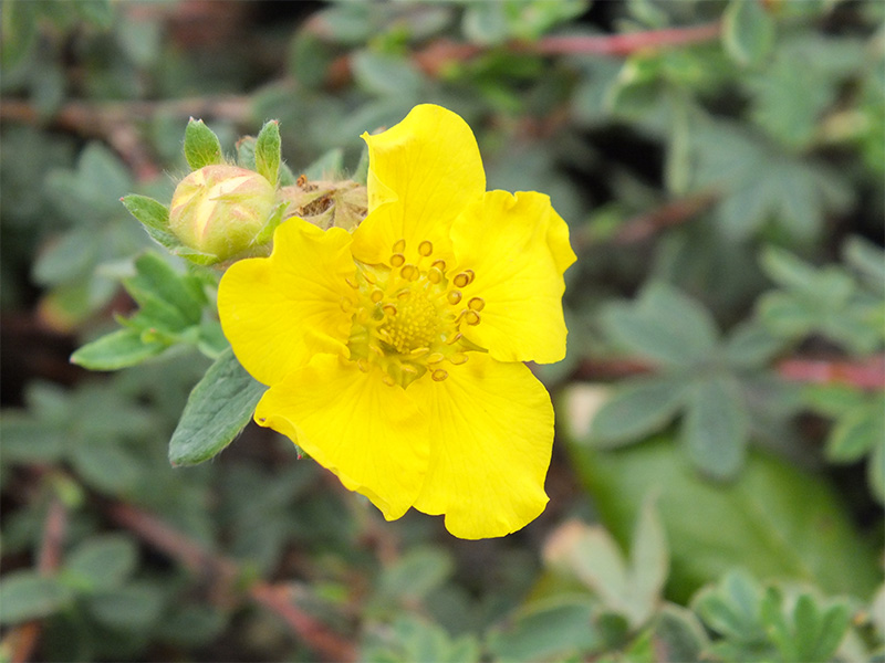 Potentilla fruticosa 'Medicine Wheel Mountain'-0