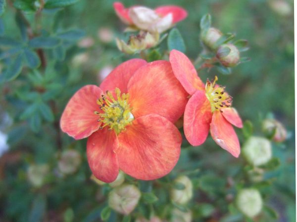 Potentilla fruticosa 'Orangeade'-0