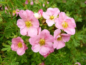 Potentilla fruticosa 'Pink Beauty'-0