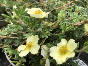 Potentilla fruticosa 'Primrose Beauty'-0