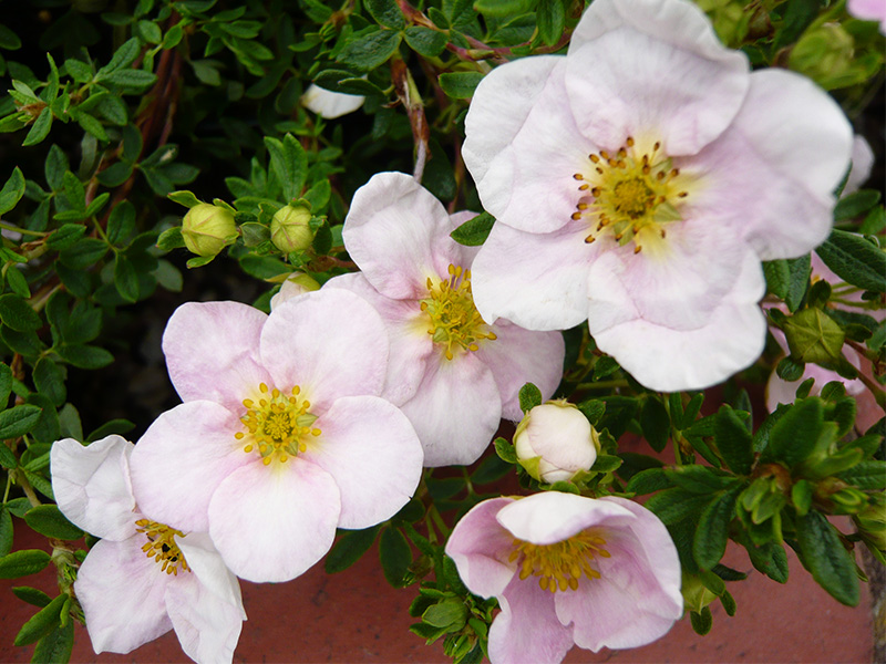Potentilla fruticosa 'Princess'-0