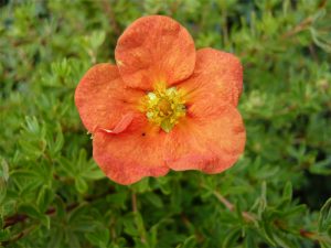 Potentilla fruticosa 'Red Ace'-0