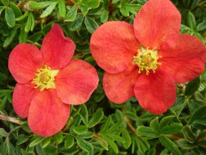 Potentilla fruticosa Marion Red Robin 'Marrob'-0