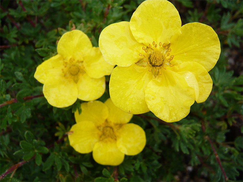 Potentilla fruticosa 'Sommerflor'-0