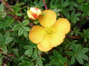 Potentilla fruticosa 'Tangerine'-0