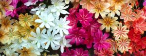 How to sow Lewisia seed