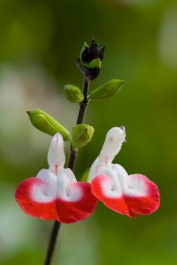 Salvia x jamensis 'Hot Lips'