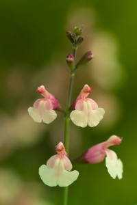 Salvia x jamensis 'Sierra San Antonio'