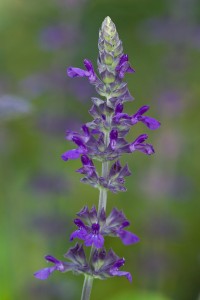 Salvia 'Indigo Spires'