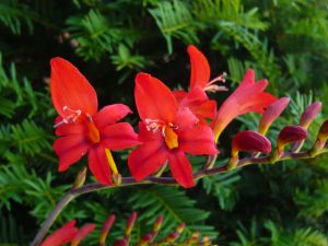 Crocosmia 'Lucifer'