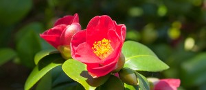How to grow Camellias