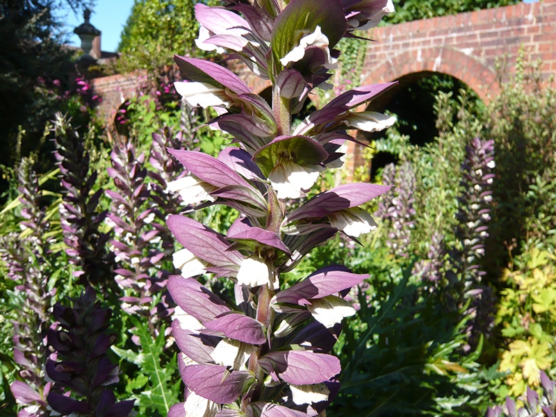 Acanthus spinosus-0
