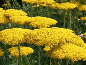 Achillea 'Coronation Gold'-0