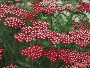 Achillea millefolium 'Red Velvet'-0
