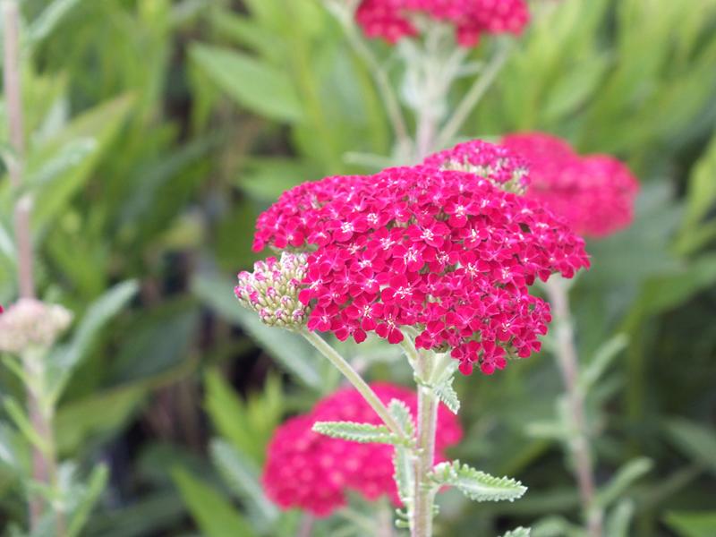 Achillea millefolium 'Red Velvet'-5468
