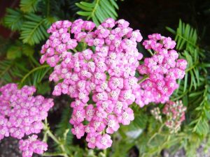 Achillea millefolium 'Summer Wine'-0