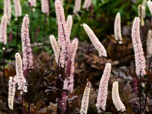 Actaea simplex 'Brunette'-0
