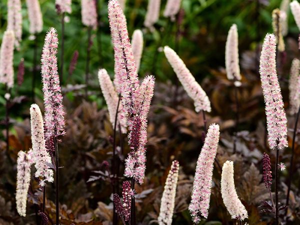 Actaea simplex 'Brunette'-0