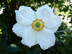 Anemone x hybrida 'Honorine Jobert'-0
