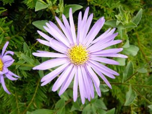 Aster x frikartii 'Monch'-0